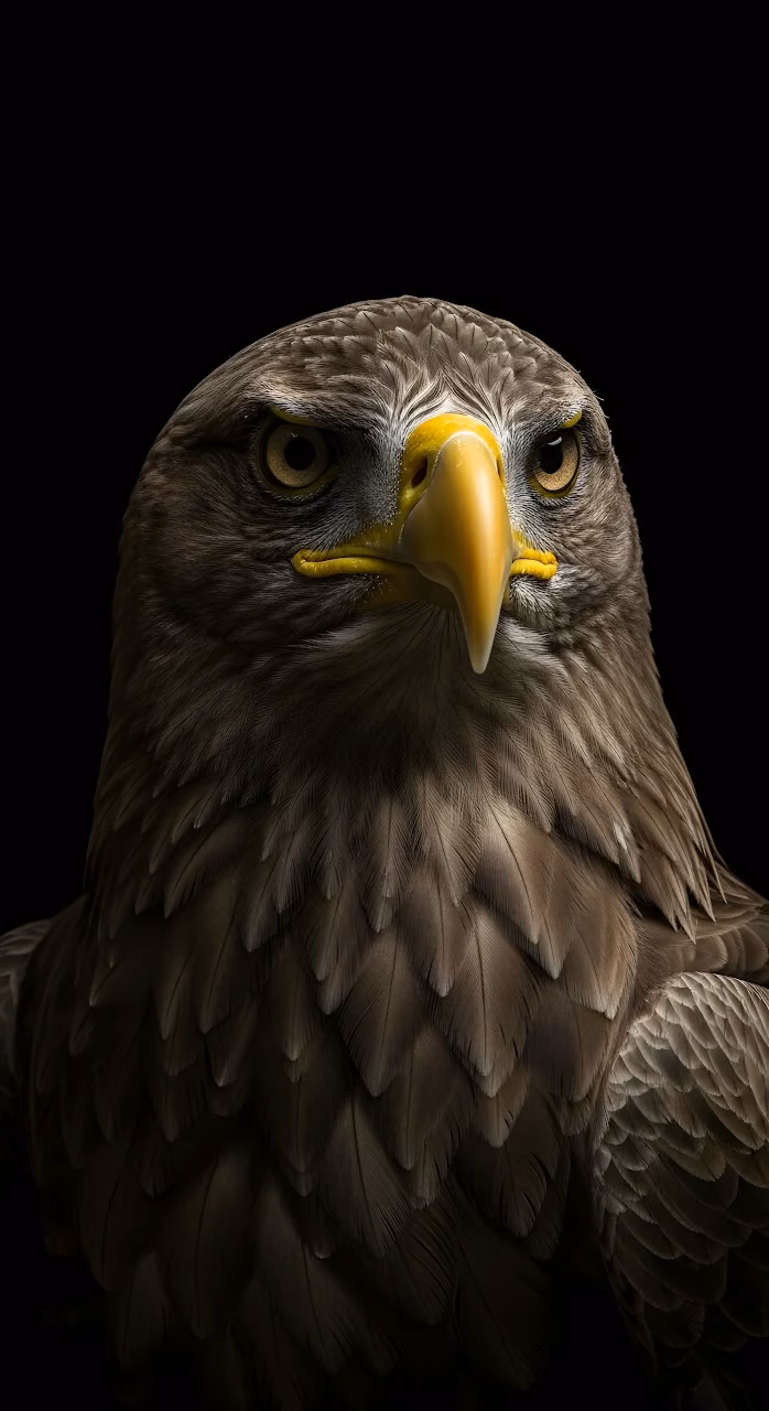 Download Majestic Eagle Portrait with Intense Yellow Beak on Black Wallpaper in Mobile HD Majestic Eagle Portrait with Intense Yellow Beak on Black - Free Mobile AMOLED Wallpaper Background