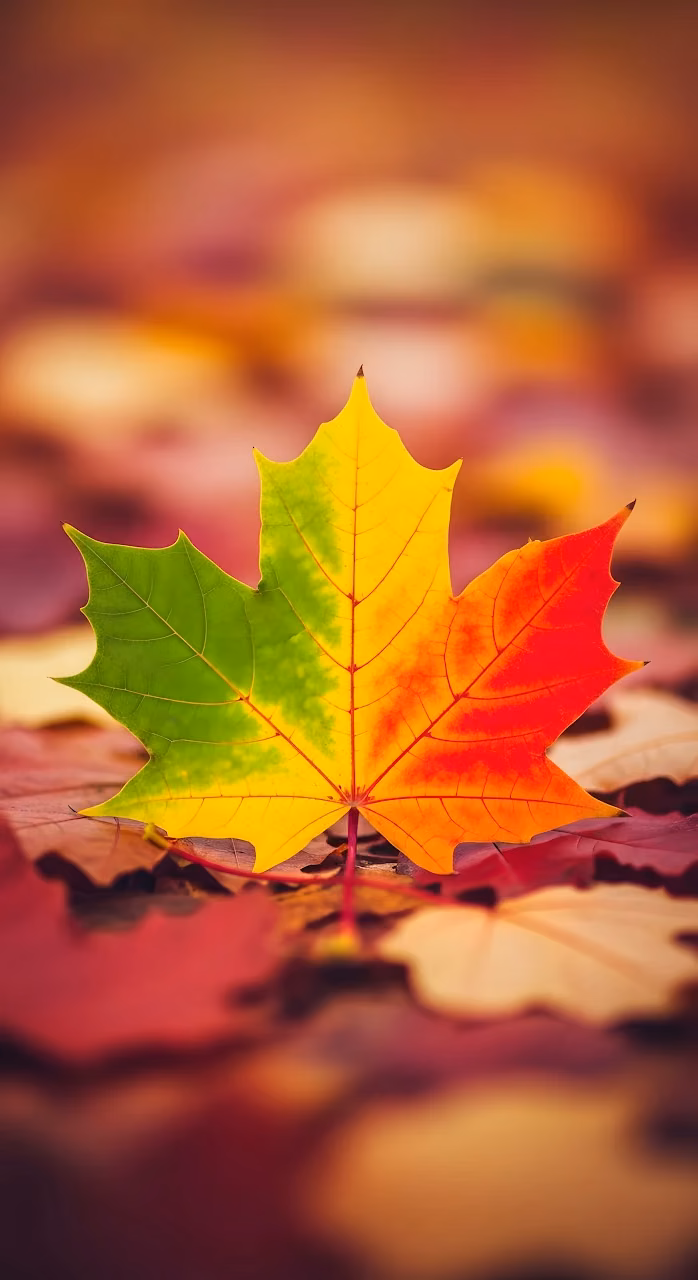 Maple Leaf Transitioning from Green to Red in Autumn - Free Mobile AMOLED Wallpaper Background