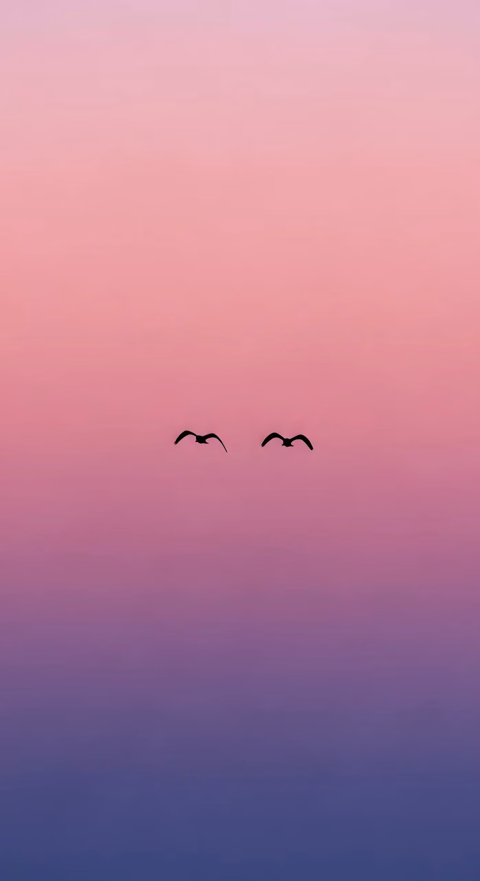 Minimalist Birds Flying in Pink Purple Sunset Gradient - Free Mobile AMOLED Wallpaper Background