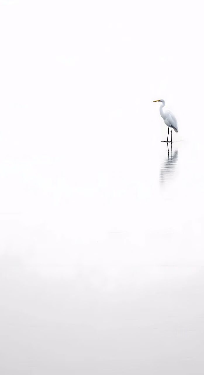 Minimalist Great Egret on Reflective White Surface - Free Mobile AMOLED Wallpaper Background