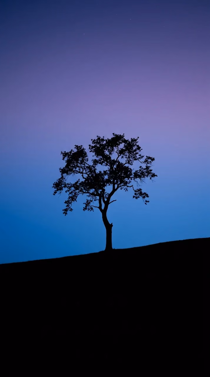 Minimalist Lone Tree Silhouette twilight Gradient Wallpaper - Free Mobile AMOLED Wallpaper Background