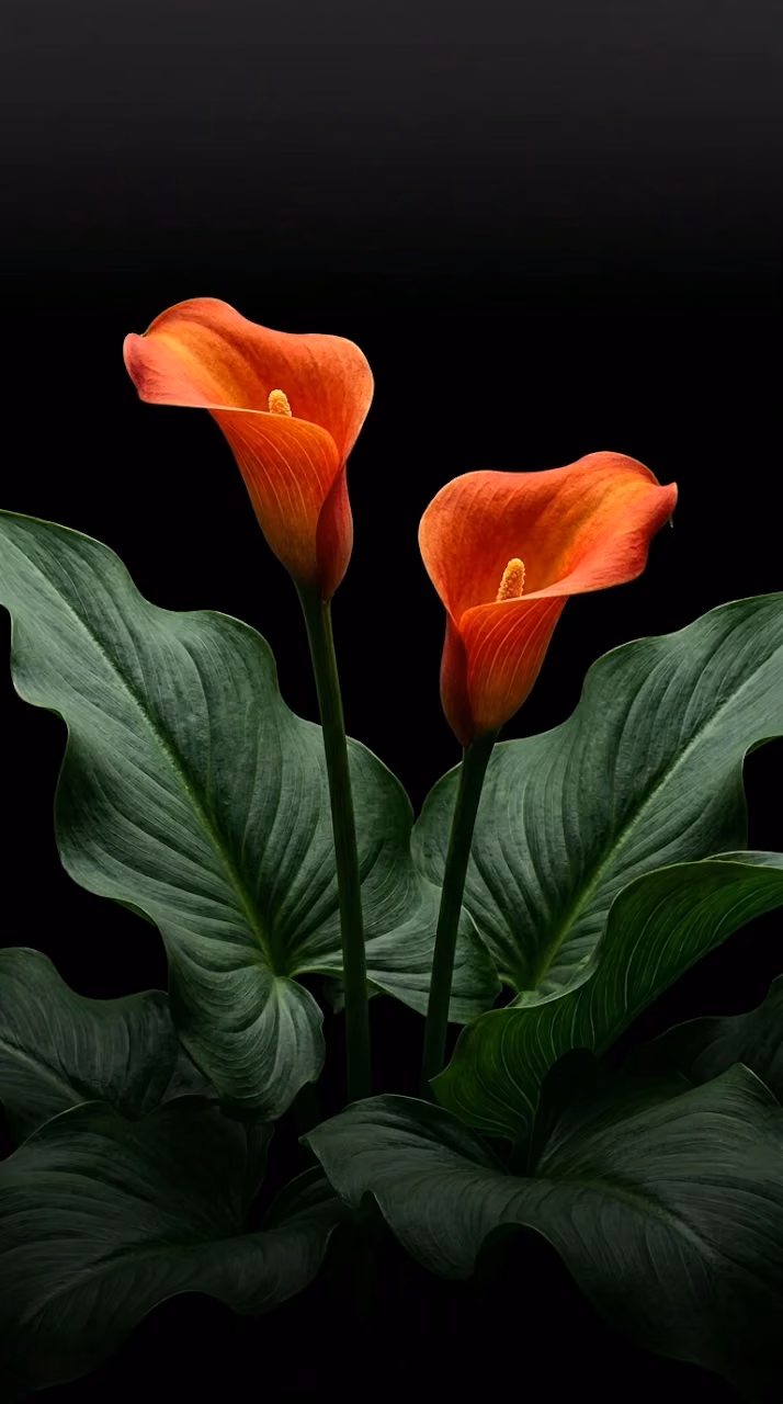 Minimalist Orange Calla Lily Black Background Wallpaper - Free Mobile AMOLED Wallpaper Background