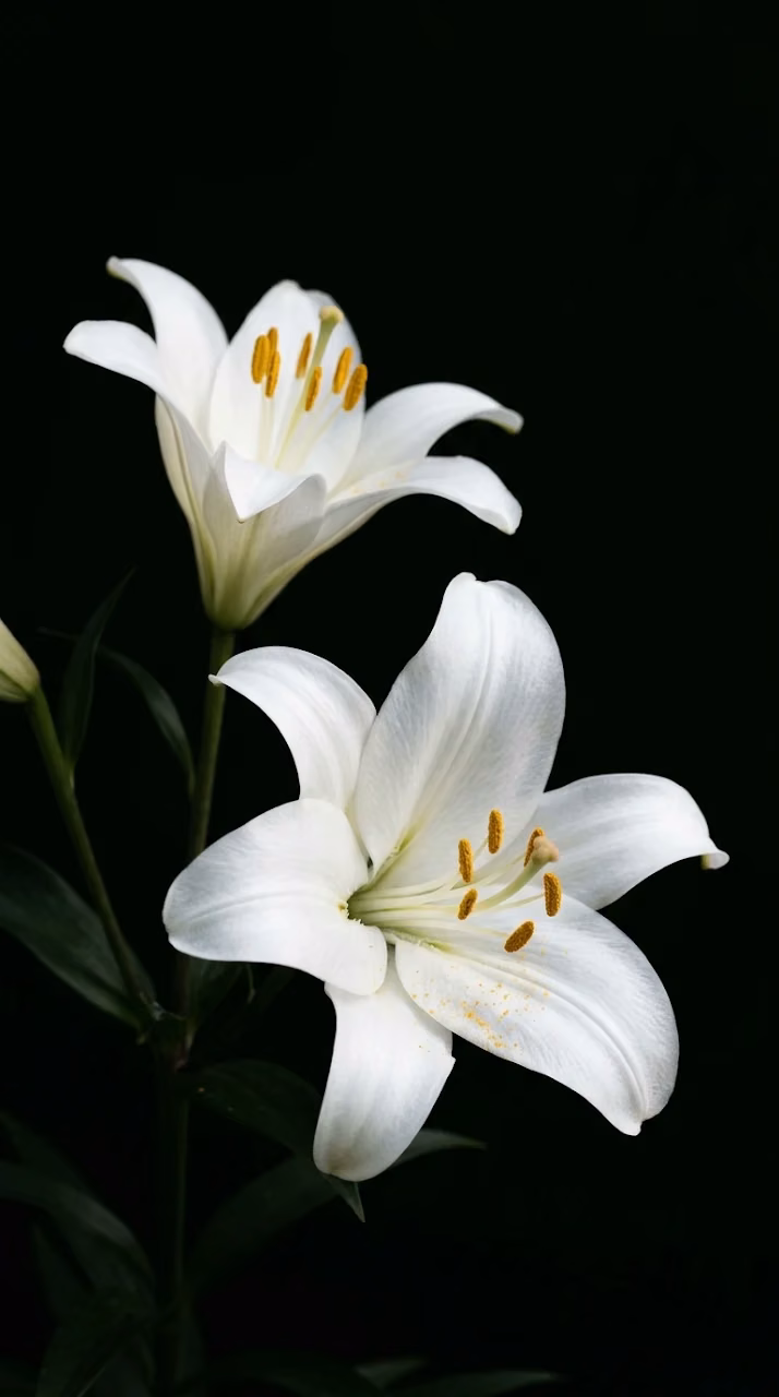 Minimalist Photography of Two White Lilies Against Solid Black Background - Free Mobile AMOLED Wallpaper Background