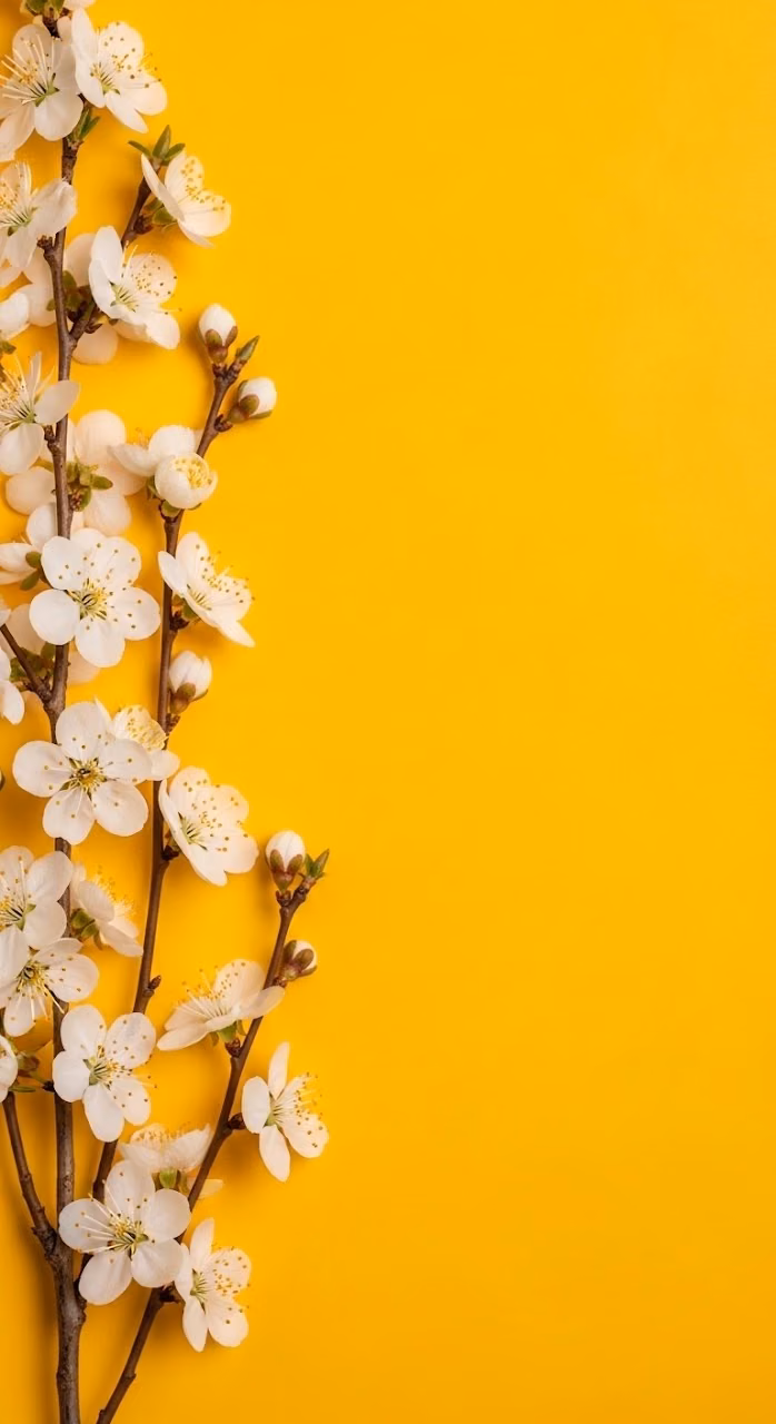 Minimalist White Blossoms and Buds on Vivid Yellow Background - Free Mobile AMOLED Wallpaper Background