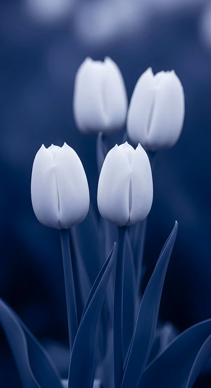 Monochromatic Blue Tulip Blooms in Dark Garden - Free Mobile AMOLED Wallpaper Background