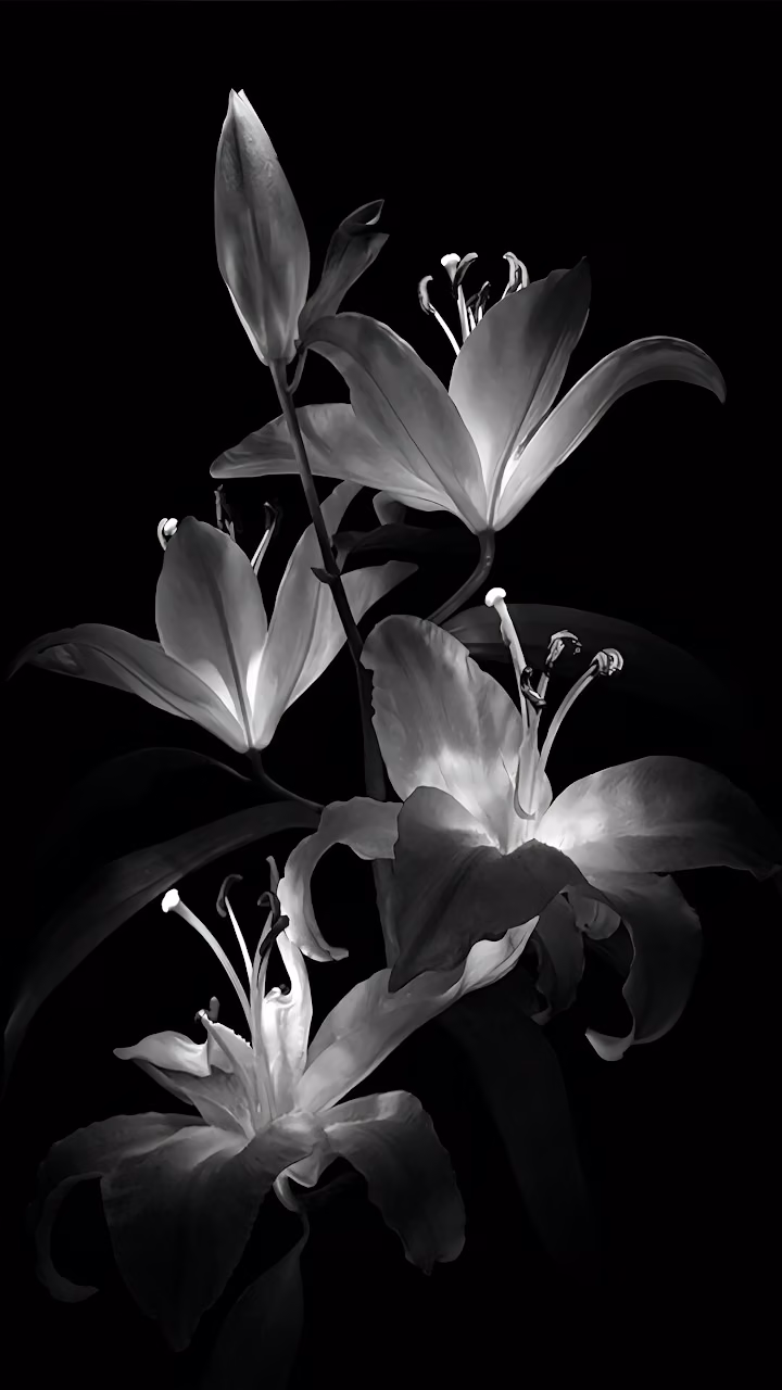 Download Monochrome Lily Blooms Against Deep Black Background Wallpaper in Mobile HD Monochrome Lily Blooms Against Deep Black Background - Free Mobile AMOLED Wallpaper Background