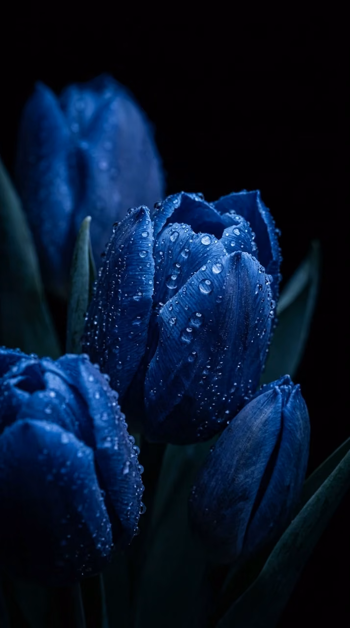 Download Moody Blue Tulip Flowers with Fresh Water Droplets Wallpaper in Mobile HD Moody Blue Tulip Flowers with Fresh Water Droplets - Free Mobile AMOLED Wallpaper Background