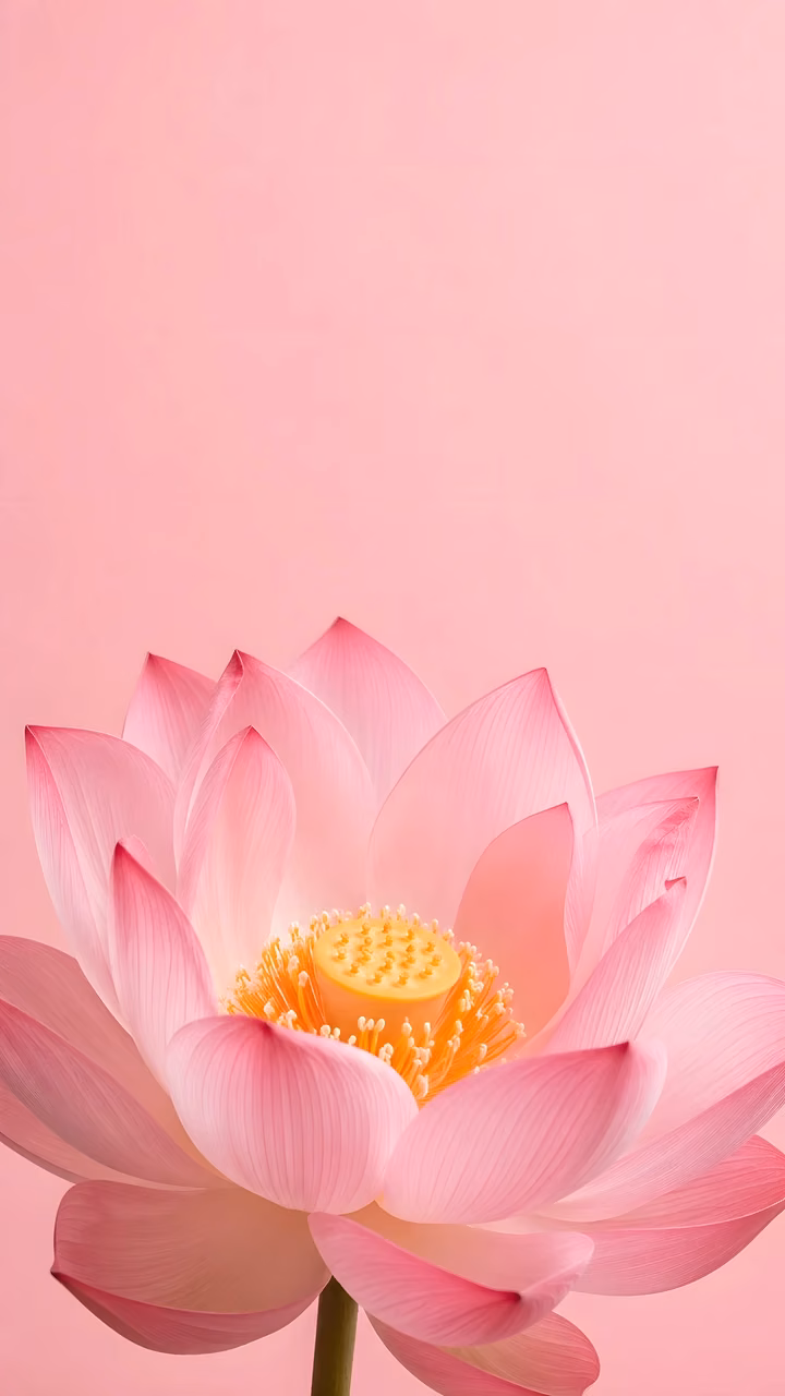 Download Pastel Pink Lotus Floating in Soft Blush Light Wallpaper in Mobile HD Pastel pink lotus positioned low against a smooth blush background with open space above.