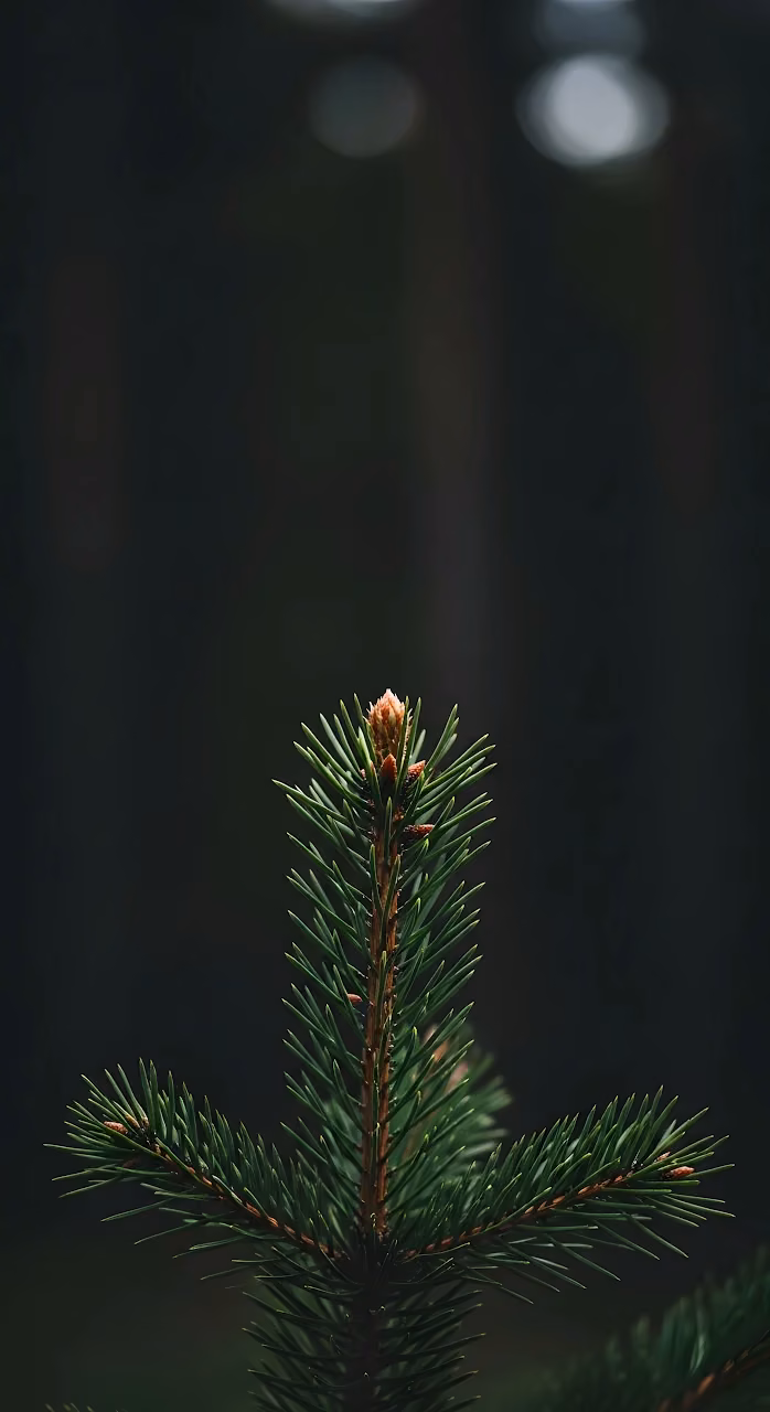Pine Tree Shoot Against Dark Moody Background - Free Mobile AMOLED Wallpaper Background