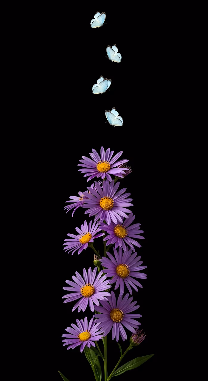 Purple Asters and White Butterflies on Black Background - Free Mobile AMOLED Wallpaper Background