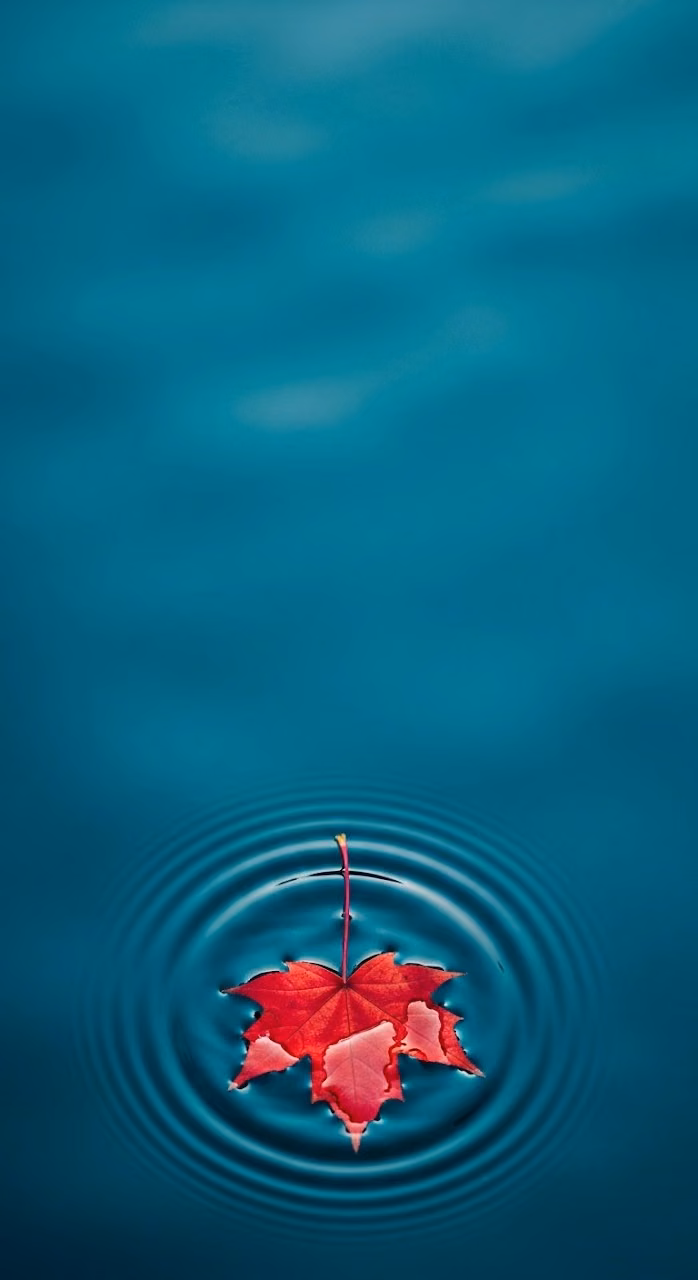 Download Red Maple Leaf on Deep Blue Rippling Water Wallpaper in Mobile HD Red Maple Leaf on Deep Blue Rippling Water - Free Mobile AMOLED Wallpaper Background