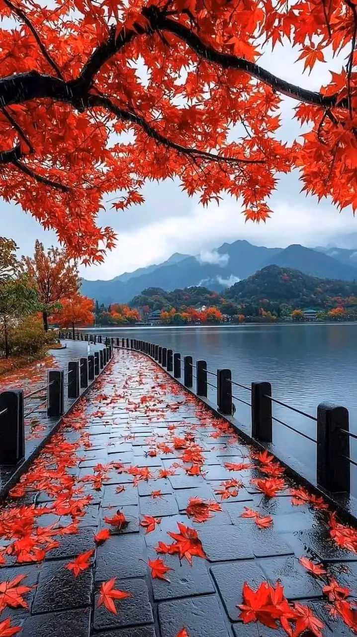 Red Maple Leaves on Wet Stone Path by Mountain Lake - Free Mobile AMOLED Wallpaper Background