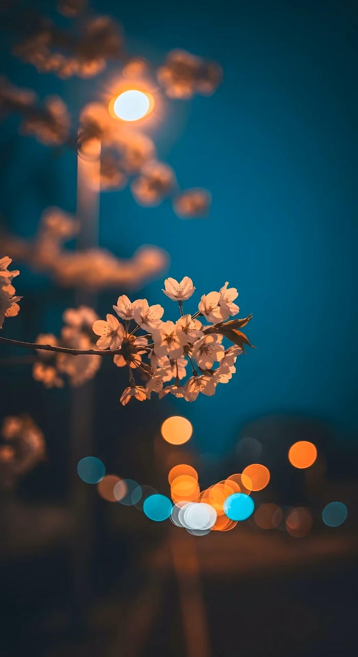 Download Sakura Blossoms at Night with Urban Bokeh Lights Wallpaper in Mobile HD Sakura Blossoms at Night with Urban Bokeh Lights - Free Mobile AMOLED Wallpaper Background