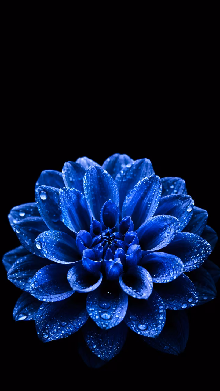 Sapphire blue flower with dew-covered petals against a pure black background.