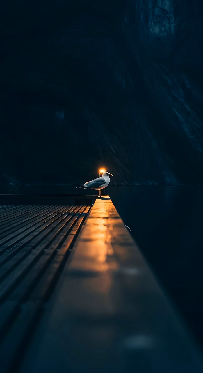 Seagull Perched on Dock Railing at Dusk with Golden Light - Free Mobile AMOLED Wallpaper Background