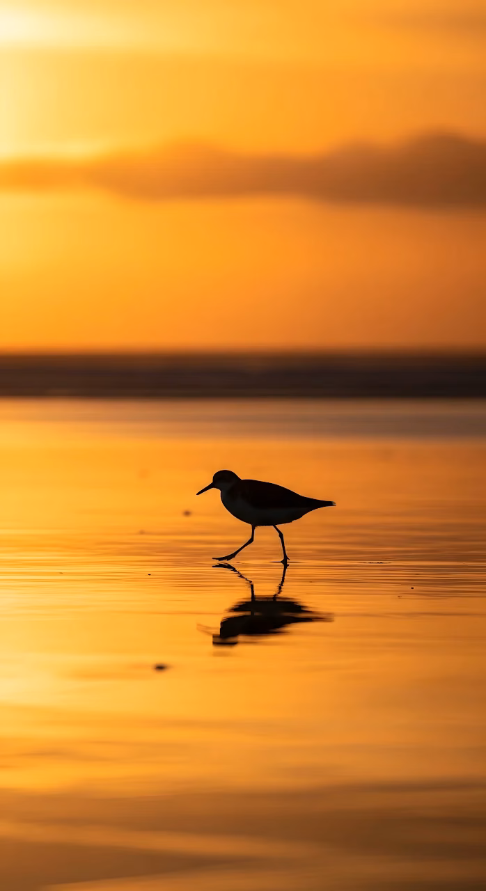 Shorebird Silhouette Walking Golden Water Sunset Reflection - Free Mobile AMOLED Wallpaper Background