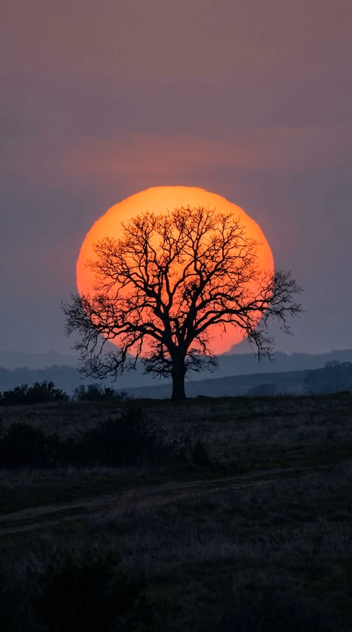 Download Silhouette of a Large Tree Inside a Giant Vibrant Orange Sun at Sunset Wallpaper in Mobile HD Silhouette of a Large Tree Inside a Giant Vibrant Orange Sun at Sunset - Free Mobile AMOLED Wallpaper Background