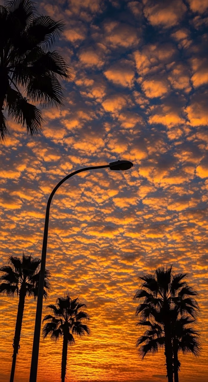 Download Silhouette of Tropical Palm Trees and Street Light Against a Fiery Cloud Sunset Wallpaper in Mobile HD Silhouette of Tropical Palm Trees and Street Light Against a Fiery Cloud Sunset - Free Mobile AMOLED Wallpaper Background