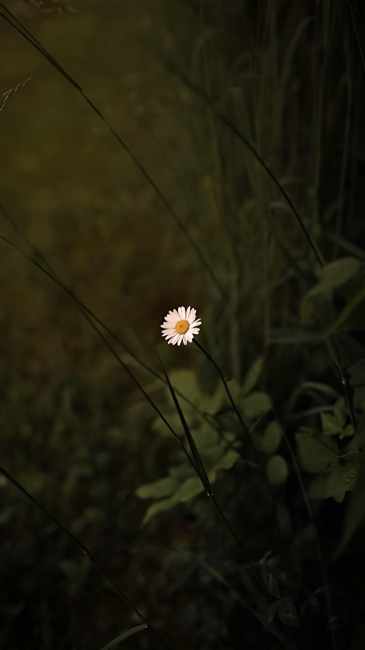Single Daisy Blooming in Shadowy Green Meadow - Free Mobile AMOLED Wallpaper Background