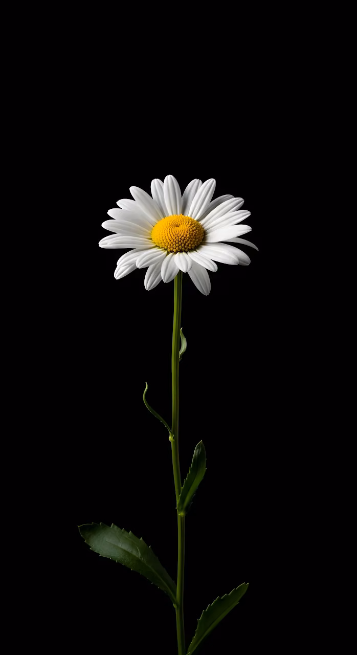 Download Single Daisy Flower Black Background Minimalist Studio Shot Wallpaper in Mobile HD Single Daisy Flower Black Background Minimalist Studio Shot - Free Mobile AMOLED Wallpaper Background