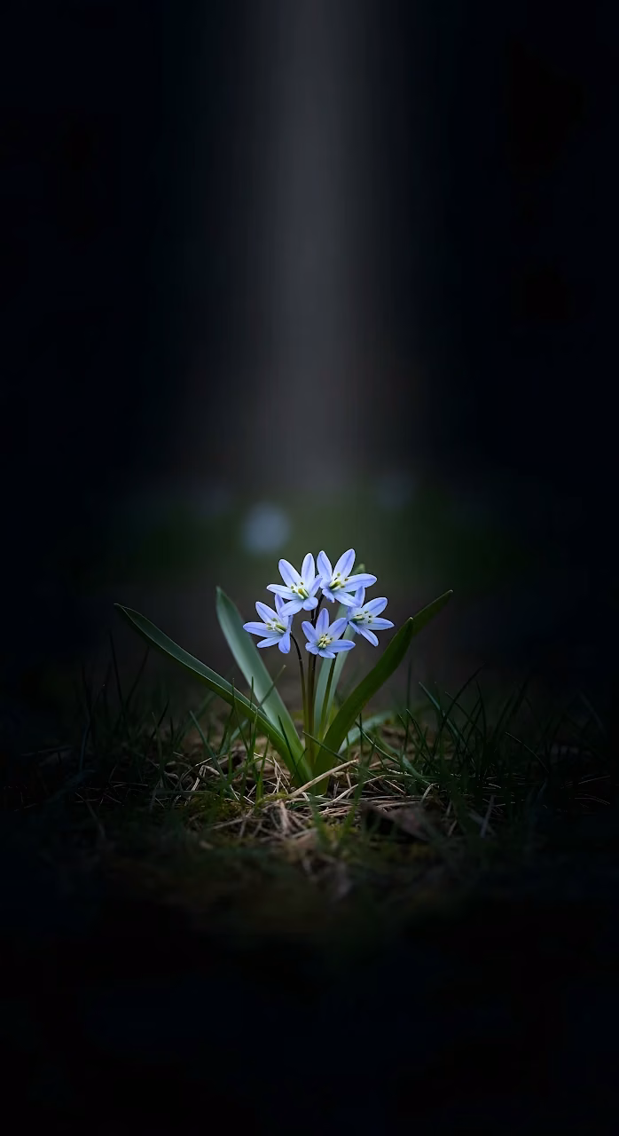 Single Scilla Flower Cluster in Dark Forest Light - Free Mobile AMOLED Wallpaper Background