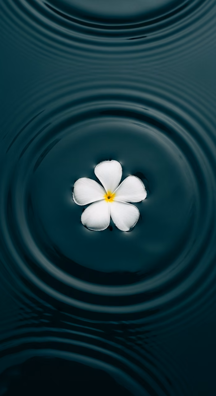Download Single White Petal Flower Floating on Dark Teal Rippling Water Macro Shot Wallpaper in Mobile HD Single White Petal Flower Floating on Dark Teal Rippling Water Macro Shot - Free Mobile AMOLED Wallpaper Background