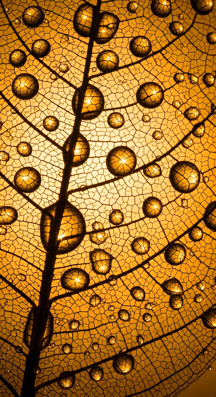 Skeleton Leaf Veins Water Droplets Golden Backlight - Free Mobile AMOLED Wallpaper Background