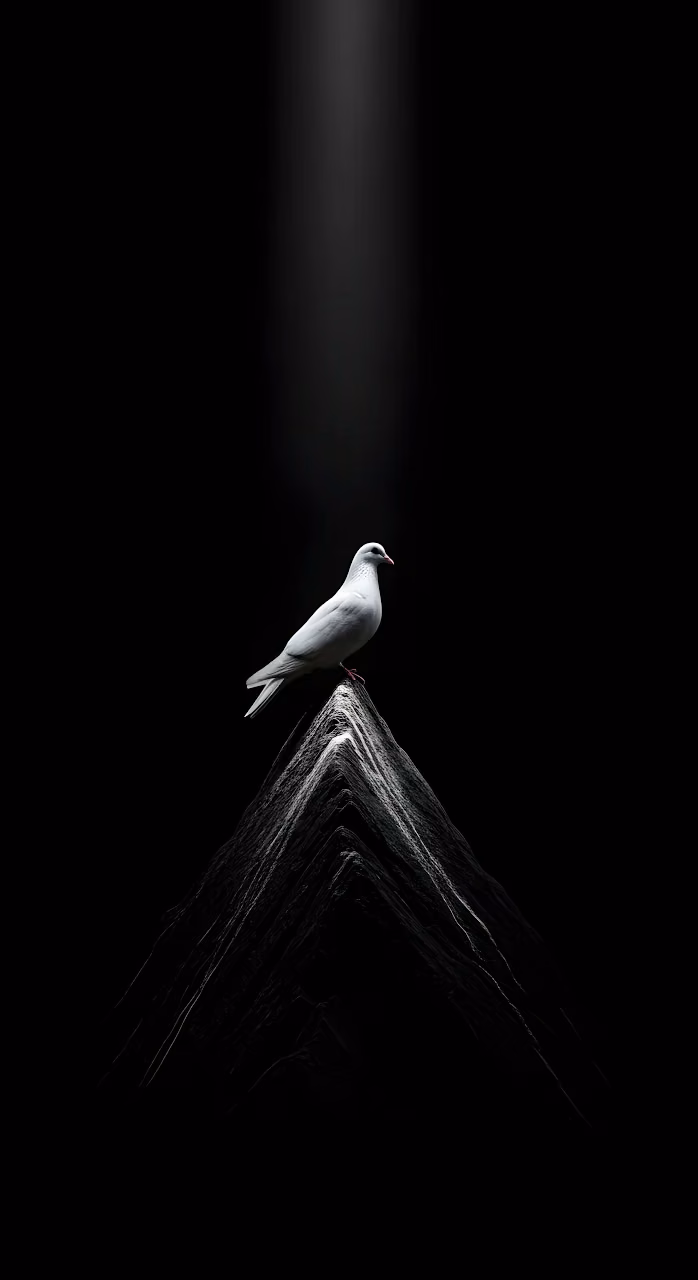 Solitary White Dove Perched on a Dark Peak with Spotlight - Free Mobile AMOLED Wallpaper Background