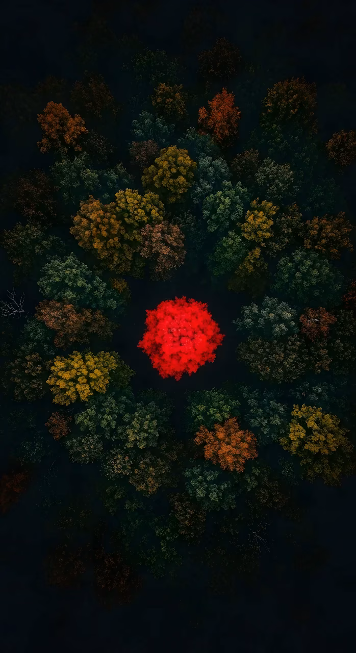 Striking Red Tree in Dark Autumn Forest Canopy Aerial View - Free Mobile AMOLED Wallpaper Background