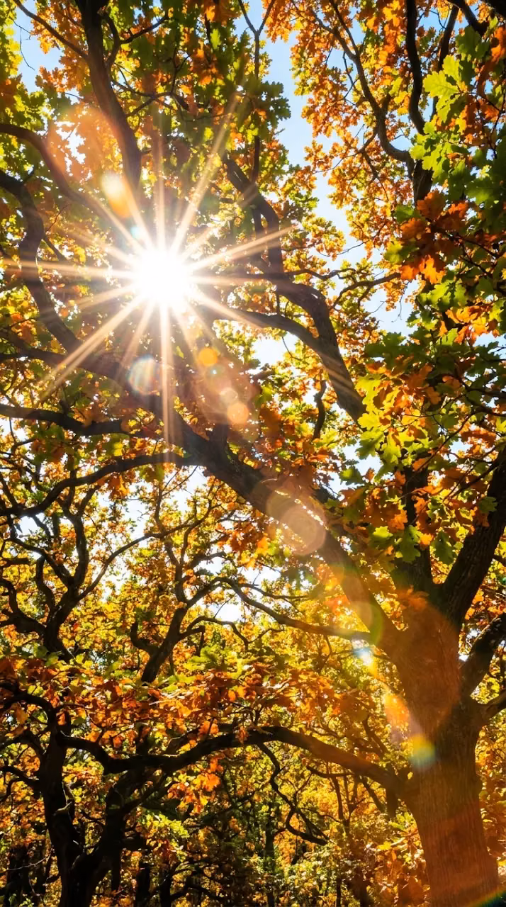 Sun Rays and Lens Flare Through Green and Gold Oak Leaves - Free Mobile AMOLED Wallpaper Background