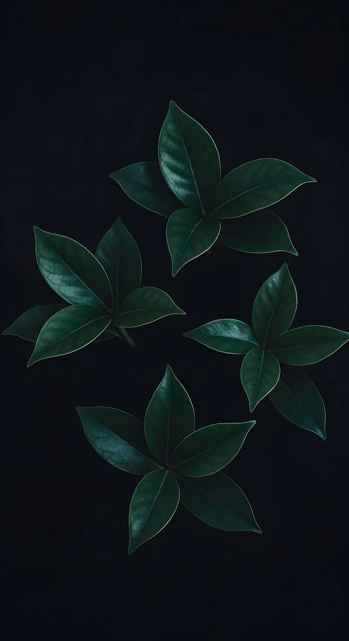 Symmetrical Dark Green Leaves on Black Minimal Background - Free Mobile AMOLED Wallpaper Background
