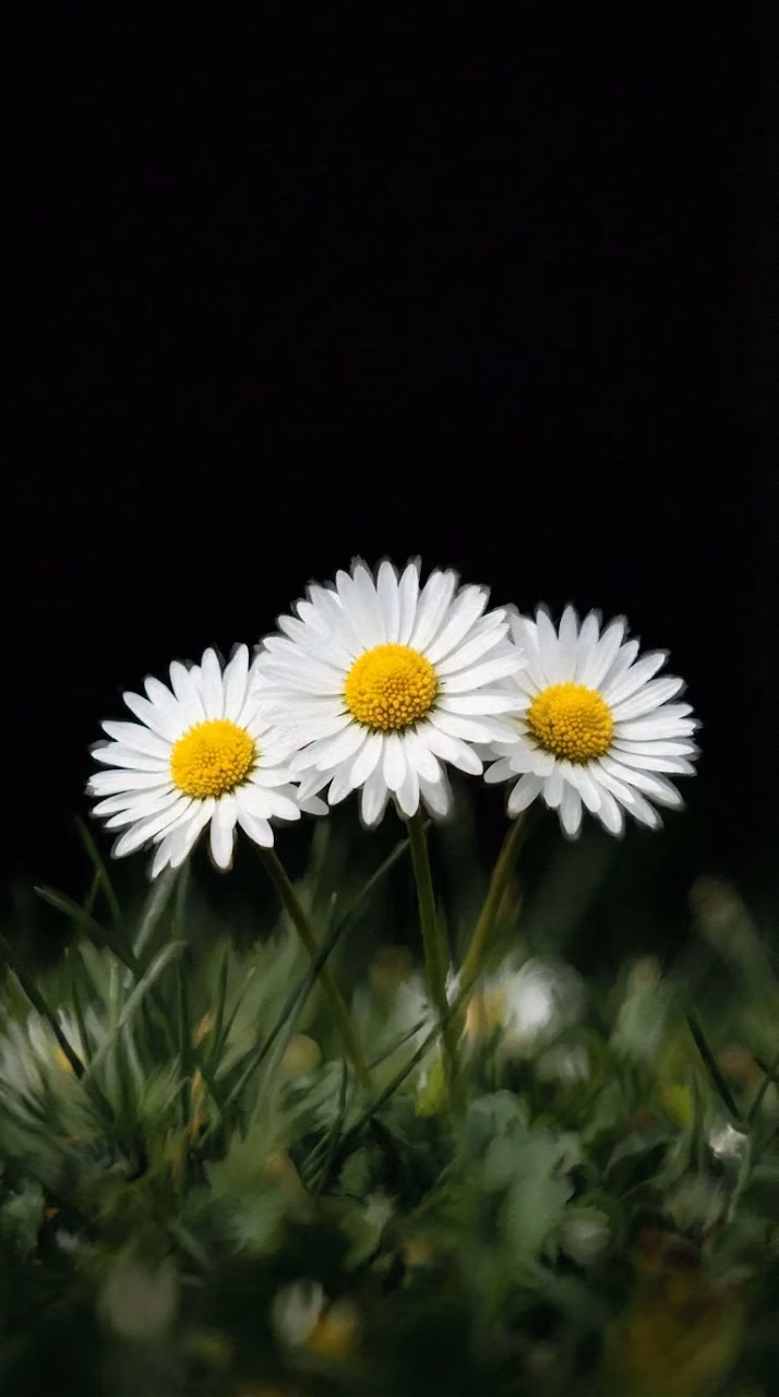 Download Three White Daisies In Grass Isolated On Black Background Wallpaper in Mobile HD Three White Daisies In Grass Isolated On Black Background - Free Mobile AMOLED Wallpaper Background