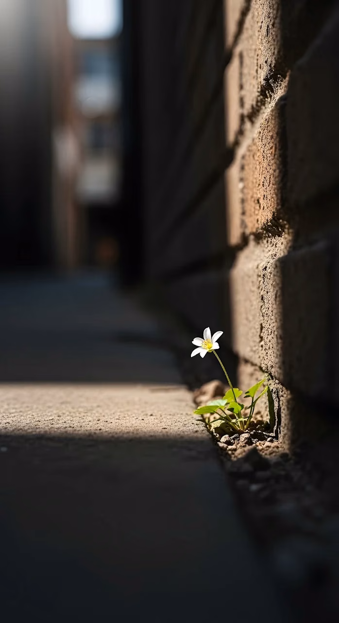 Download Tiny White Flower Growing in Concrete Crack Sunlight Wallpaper in Mobile HD Tiny White Flower Growing in Concrete Crack Sunlight - Free Mobile AMOLED Wallpaper Background