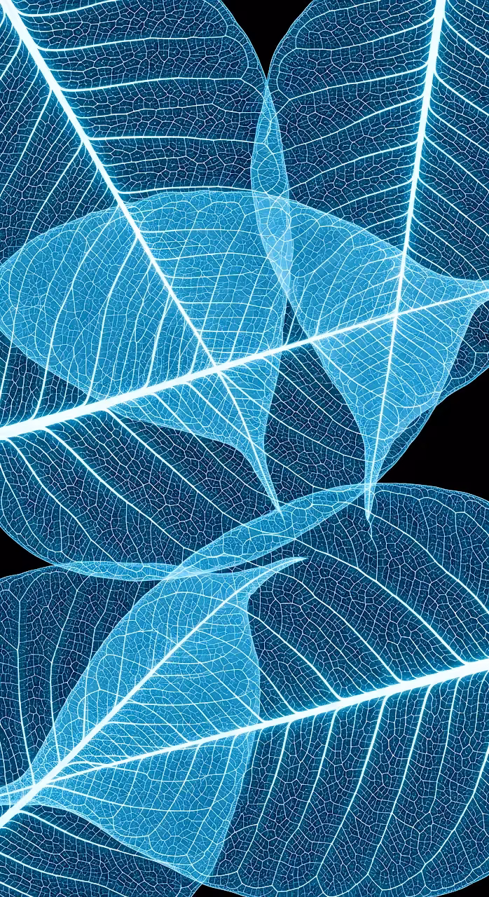 Translucent Blue Leaf Skeletons on Black Background - Free Mobile AMOLED Wallpaper Background