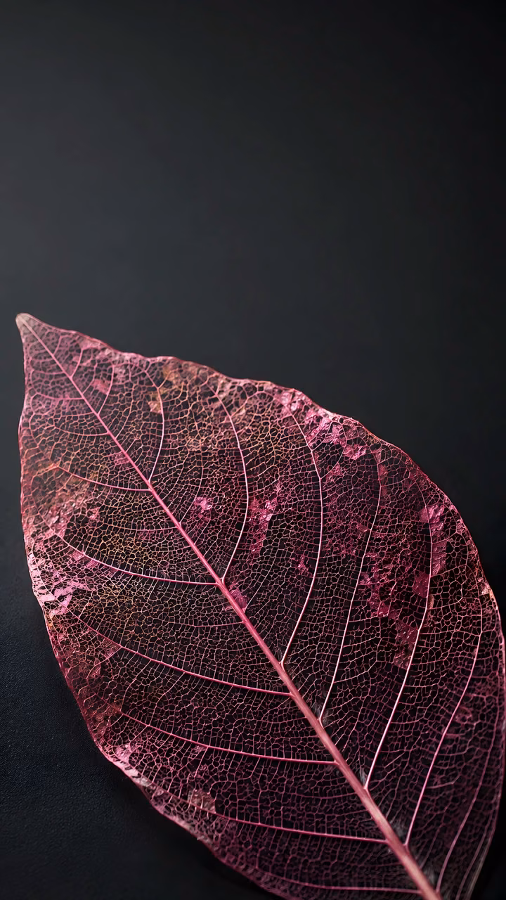 Translucent pink skeleton leaf with intricate veins against a dark charcoal background.