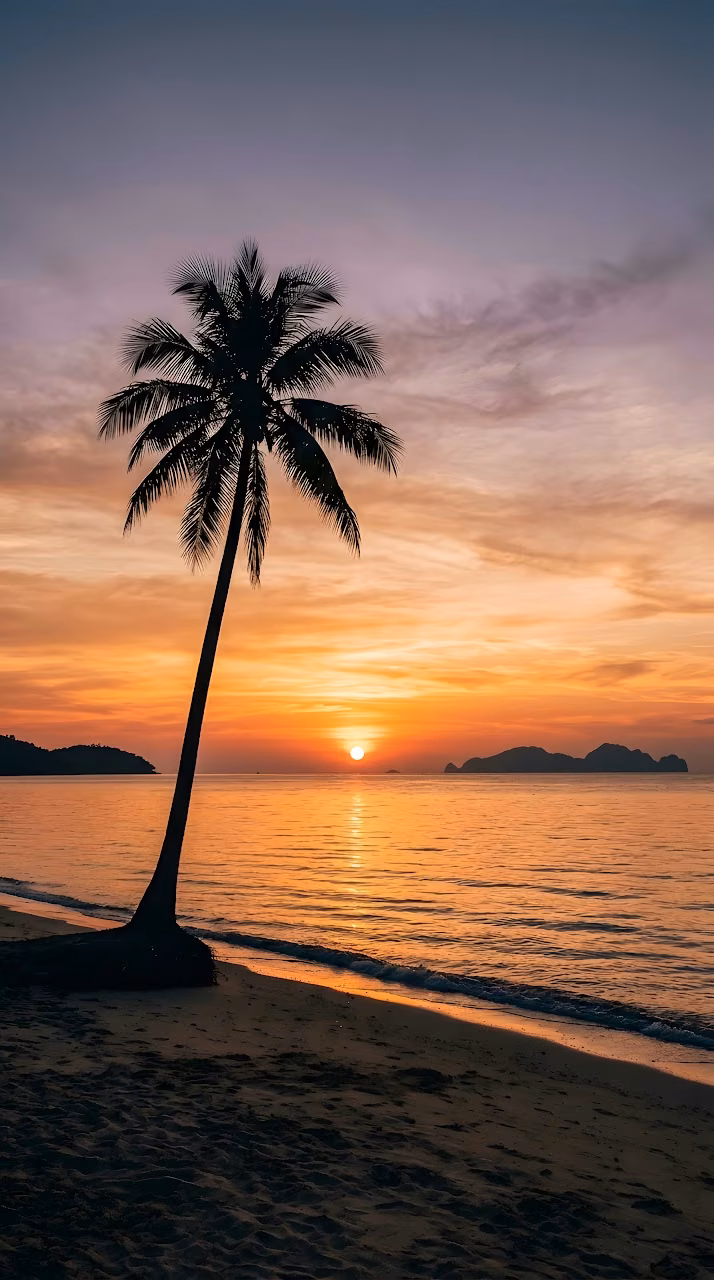 Download Tropical Palm Tree Silhouette on a Beach Wallpaper in Mobile HD Tropical Palm Tree Silhouette on a Beach - Free Mobile AMOLED Wallpaper Background