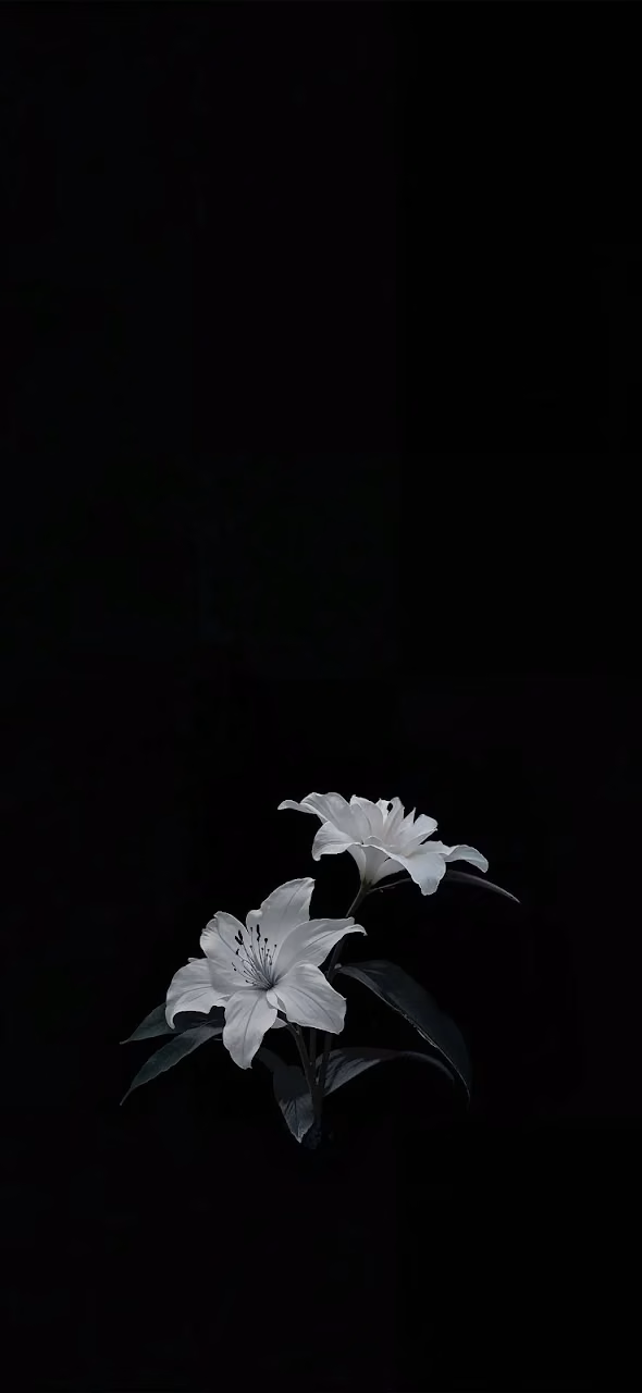 Two White Lilies Blooming Against Pure Black Background - Free 4K Desktop Wallpaper Background