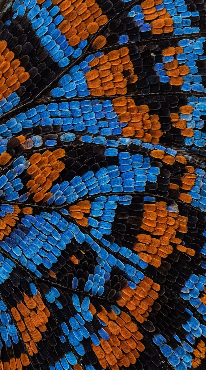 Ultra Macro Photo of Vibrant Butterfly Wing Scales - Free Mobile AMOLED Wallpaper Background