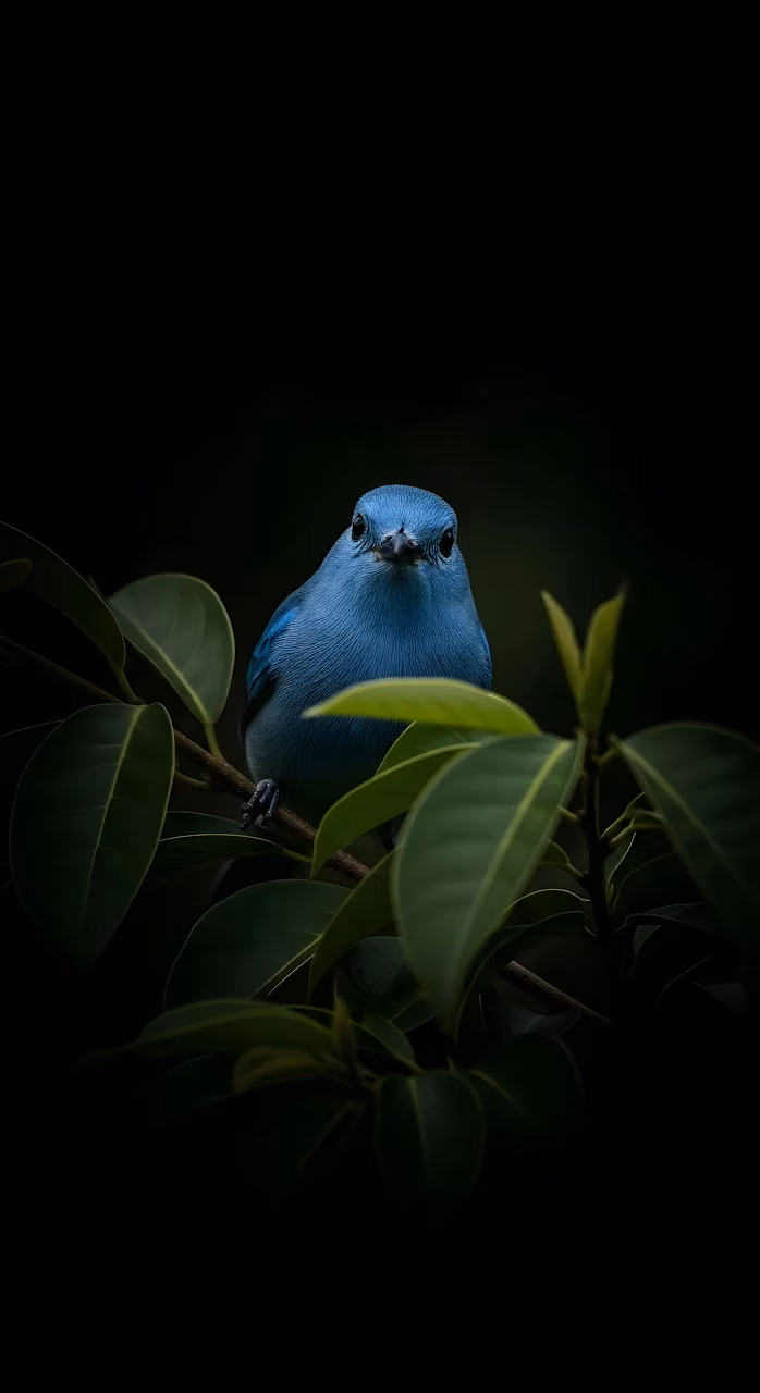 Vibrant Blue Bird Hidden in Dark Foliage - Free Mobile AMOLED Wallpaper Background