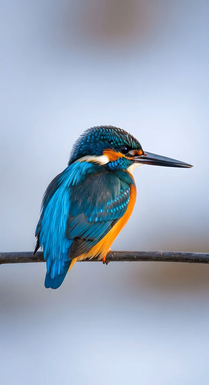 Vibrant Blue and Orange Kingfisher Perched on Branch - Free Mobile AMOLED Wallpaper Background