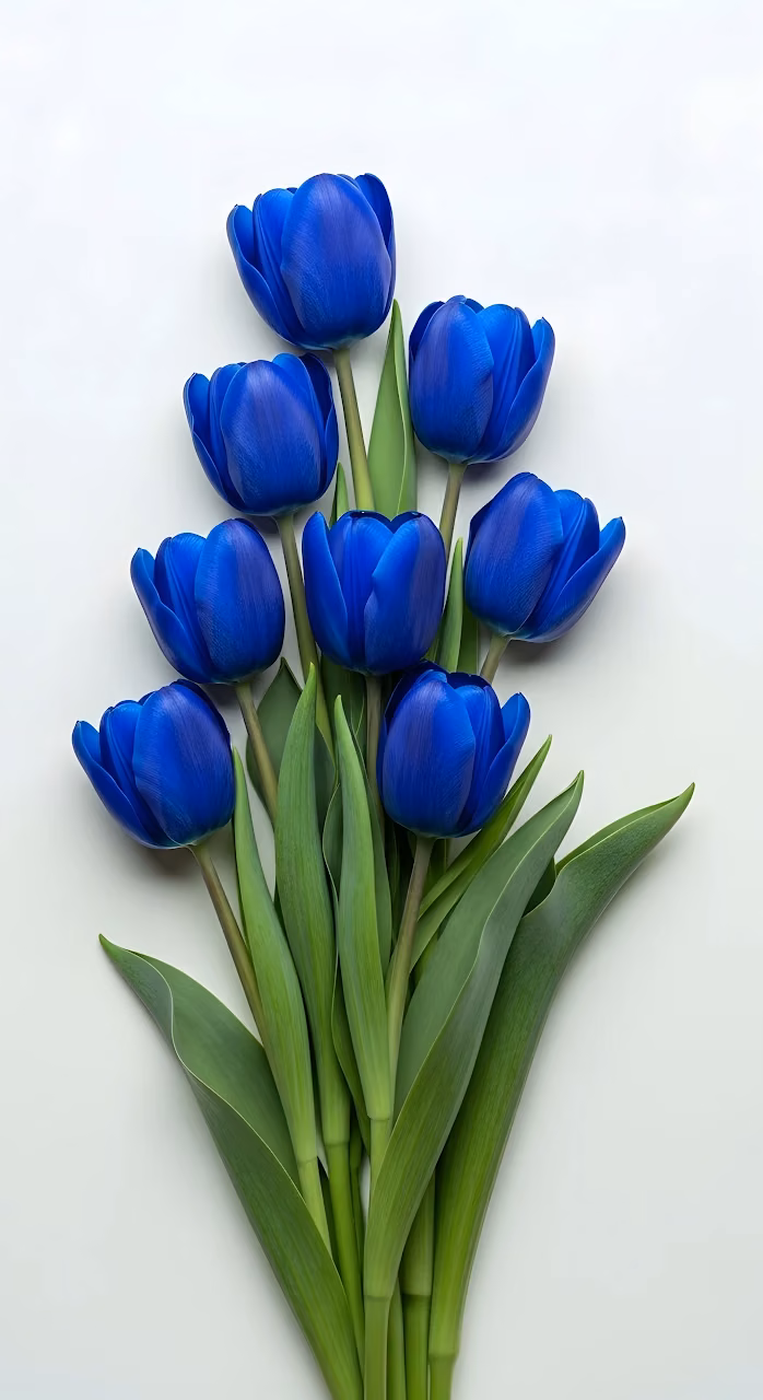 Vibrant Blue Tulips Bouquet Minimalist White Setting - Free Mobile AMOLED Wallpaper Background