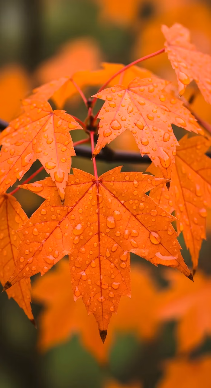 Vibrant Orange Maple Leaves Covered in Raindrops - Free Mobile AMOLED Wallpaper Background