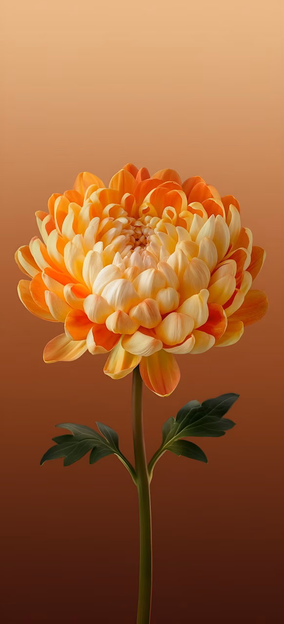 Download Vibrant Orange Yellow Chrysanthemum Flower Macro Bloom Wallpaper in Mobile HD Vibrant Orange Yellow Chrysanthemum Flower Macro Bloom - Free Mobile AMOLED Wallpaper Background