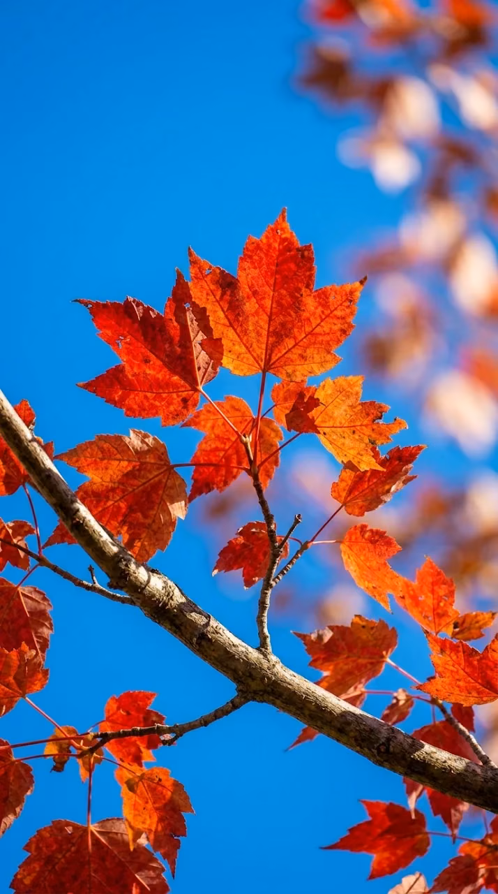 Vibrant Red Maple Leaves Against a Clear Blue Sky - Free Mobile AMOLED Wallpaper Background