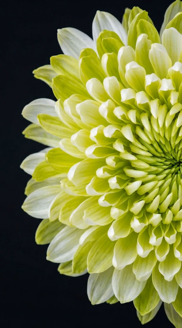 Vibrant White and Lime Green Chrysanthemum Flower Macro Shot - Free Mobile AMOLED Wallpaper Background