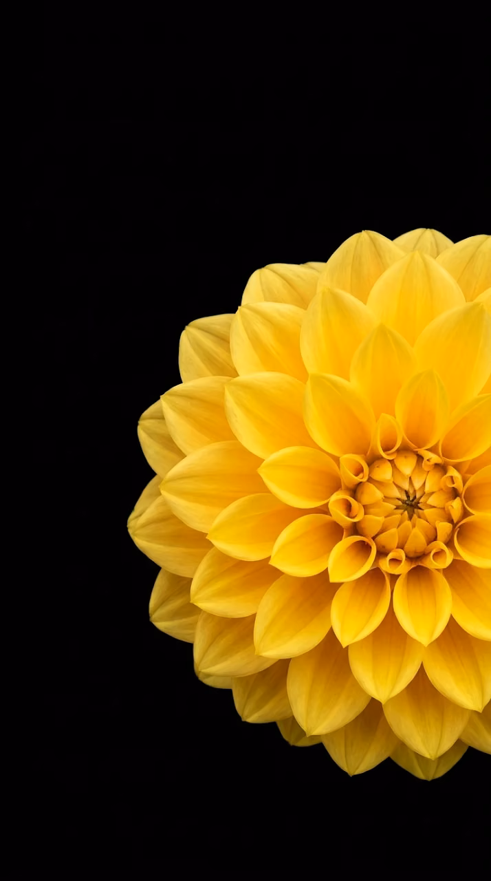 Download Vibrant Yellow Dahlia Close Up Macro OLED Mobile Wallpaper Wallpaper in Mobile HD Vibrant Yellow Dahlia Close Up Macro OLED Mobile Wallpaper - Free Mobile AMOLED Wallpaper Background