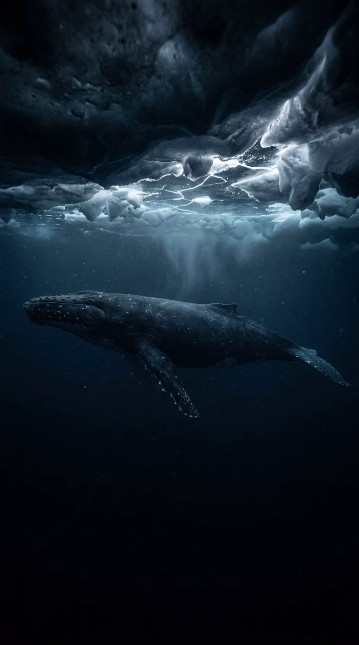 Download Whale Swimming Under Frozen Ocean Surface Wallpaper Wallpaper in Mobile HD Whale Swimming Under Frozen Ocean Surface Wallpaper - Free Mobile AMOLED Wallpaper Background