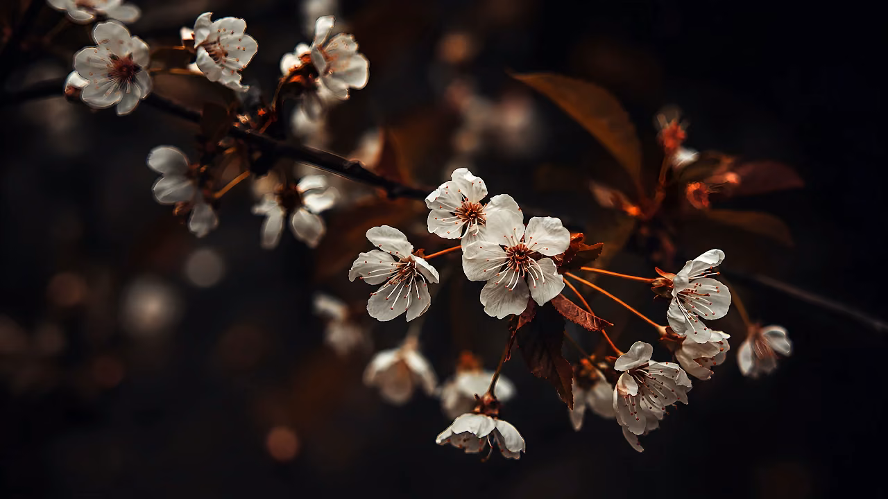 Close-up of white blooming cherry tree flowers on brown branches against a dark background.