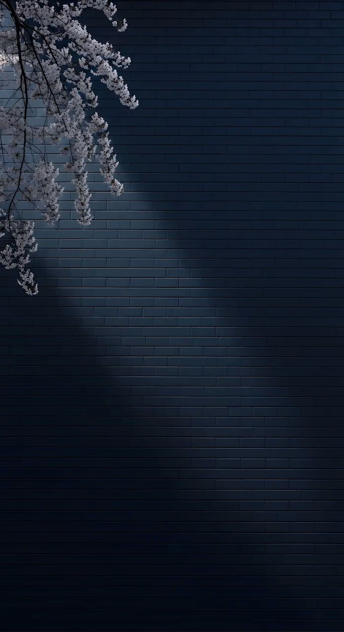 Download White Cherry Blossoms Against Dark Navy Brick Wall Texture Wallpaper in Mobile HD White Cherry Blossoms Against Dark Navy Brick Wall Texture - Free Mobile AMOLED Wallpaper Background