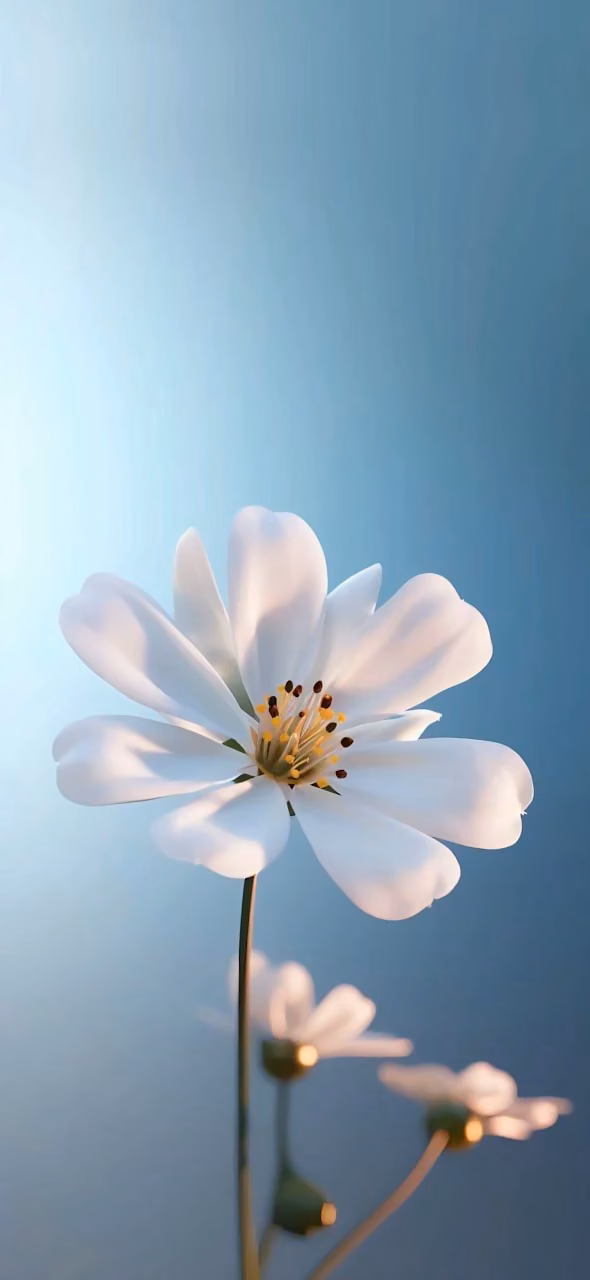 White Cosmos Flower Bloom Against Soft Blue Gradient Sky - Free Mobile AMOLED Wallpaper Background